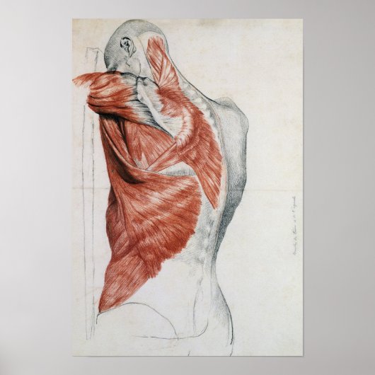 Human Anatomy; Muscles of the Torso and Shoulder ポスター (正面)