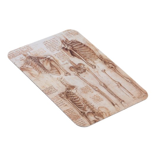 Human Anatomy Skeleton Bones by Leonardo da Vinci マグネット (右側)