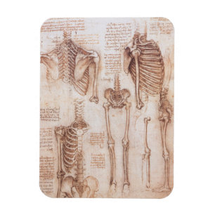 Human Anatomy Skeleton Bones by Leonardo da Vinci マグネット