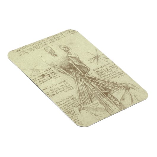 Human Anatomy Spinal Column by Leonardo da Vinci マグネット (右側)