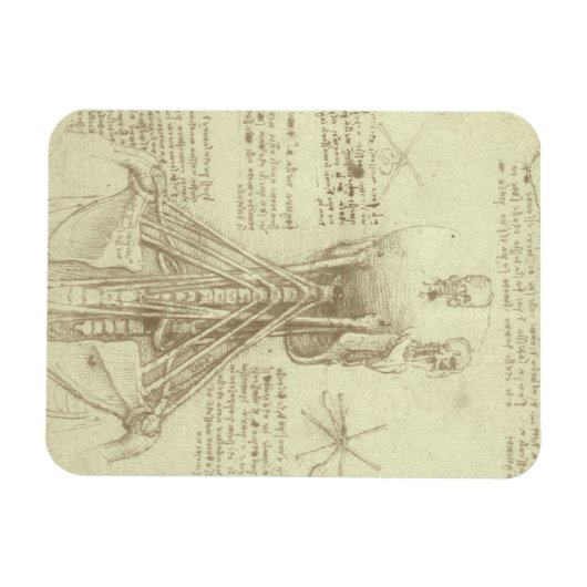 Human Anatomy Spinal Column by Leonardo da Vinci マグネット (横)