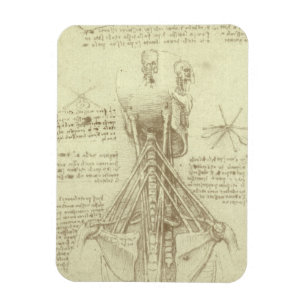 Human Anatomy Spinal Column by Leonardo da Vinci マグネット