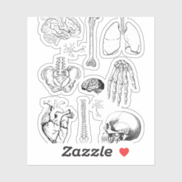 Human Anatomy Vintage Medical Illustration Set シール