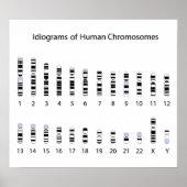 Human chromosome idiogram Poster ポスター (正面)