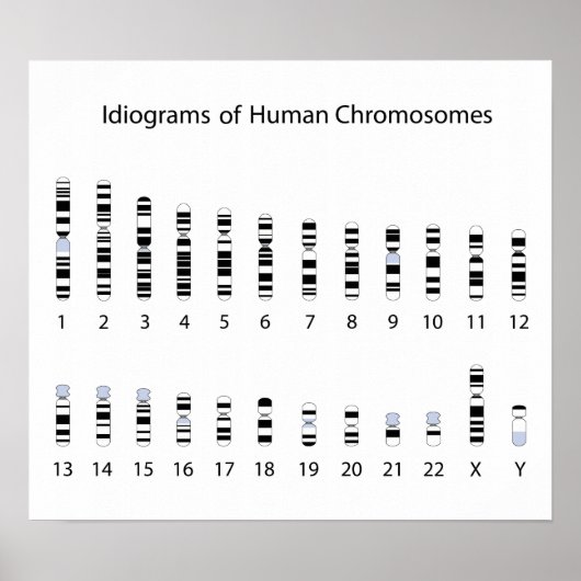 Human chromosome idiogram Poster ポスター (正面)