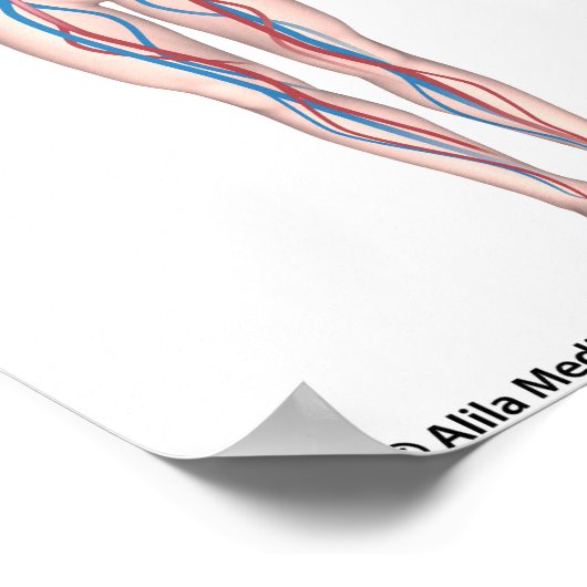 Human circulation system unlabeled poster ポスター (角)