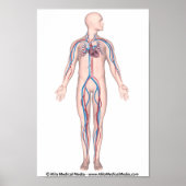 Human circulation system unlabeled poster ポスター (正面)
