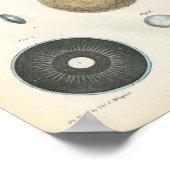 Human Eye Internal Anatomy Print ポスター (角)