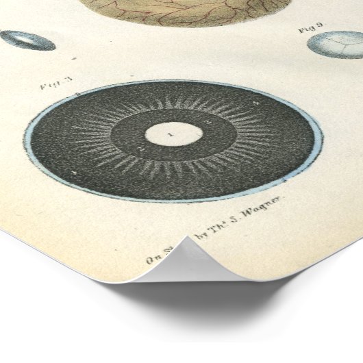 Human Eye Internal Anatomy Print ポスター (角)
