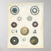 Human Eye Internal Anatomy Print ポスター (正面)