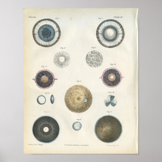 Human Eye Internal Anatomy Print ポスター (正面)