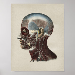 Human Facial Nerves Anatomy Vintage Print ポスター