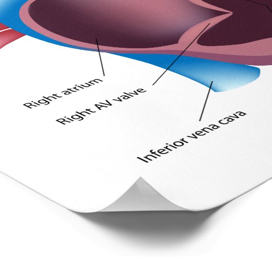 Human Heart Anatomy Poster ポスター (角)