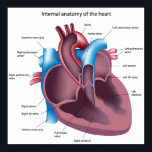 Human Heart Anatomy Poster ポスター<br><div class="desc">Scientifically accurate. Great for school science lab, doctor offices, clinic, hospital, ... for educational purposes. Vector file scalable to any size without losing resolution. Check out my store for more medical illustrations, both serious and fun stuffs. All images are made by myself, a scientist. If you rather need a soft...</div>