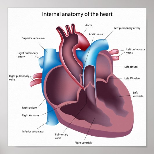Human Heart Anatomy Poster ポスター (正面)