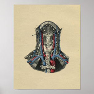 Human Lymph Node Anatomy 1902 Vintage Print ポスター