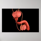 Human Male Reproductive System 1 ポスター (正面)