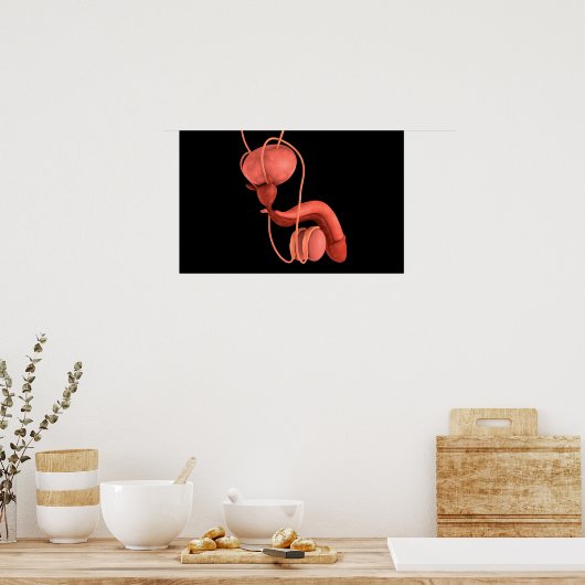 Human Male Reproductive System 1 ポスター (キッチン)