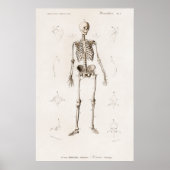 Human Skeleton ポスター (正面)