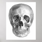 Human skull anatomy sketch drawing ポスター (正面)