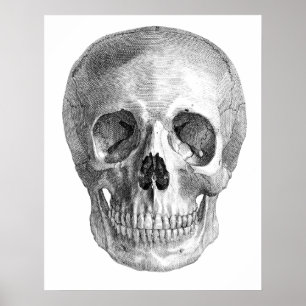 Human skull anatomy sketch drawing ポスター