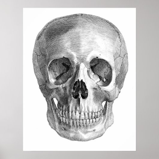 Human skull anatomy sketch drawing ポスター (正面)