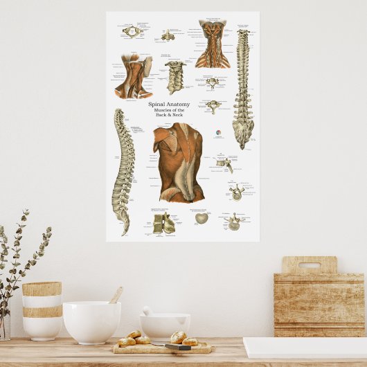 Human Spinal Muscle Anatomy Chart ポスター (キッチン)