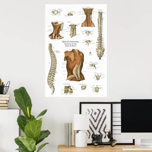 Human Spinal Muscle Anatomy Chart ポスター (ホームオフィス)