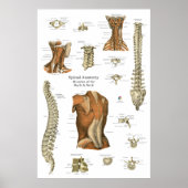 Human Spinal Muscle Anatomy Chart ポスター (正面)