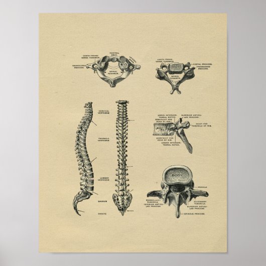 Human Spine Anatomy 1902 Vintage Print ポスター (正面)