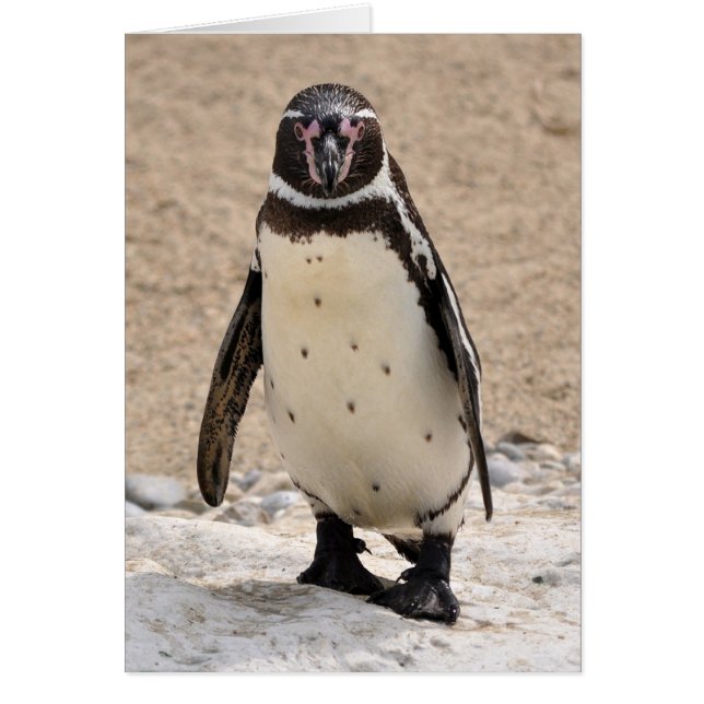 Humboldt Penguin (正面)