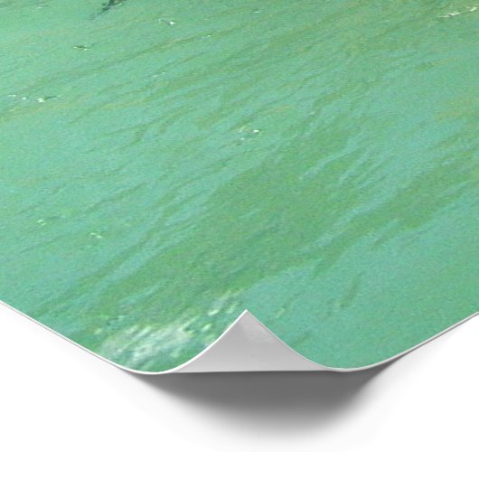 Humboldt penguins and fountains ポスター (角)