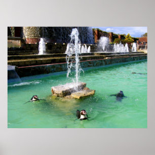 Humboldt penguins and fountains ポスター