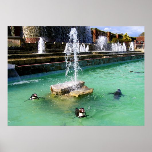 Humboldt penguins and fountains ポスター (正面)