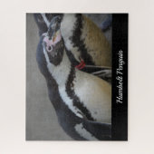 Humbolt Penguin at Drusillas Zoo in East Sussex ジグソーパズル (縦)