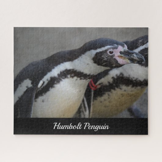 Humbolt Penguin at Drusillas Zoo in East Sussex ジグソーパズル (横)