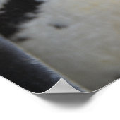 Humbolt Penguin at Drusillas Zoo in East Sussex ポスター (角)