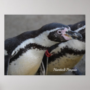 Humbolt Penguin at Drusillas Zoo in East Sussex ポスター