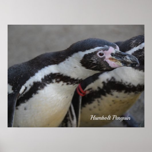 Humbolt Penguin at Drusillas Zoo in East Sussex ポスター (正面)