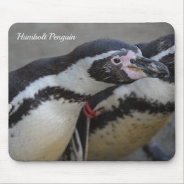 Humbolt Penguin at Drusillas Zoo in East Sussex マウスパッド