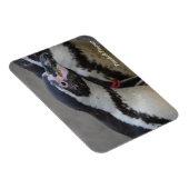 Humbolt Penguin at Drusillas Zoo in East Sussex マグネット (右側)