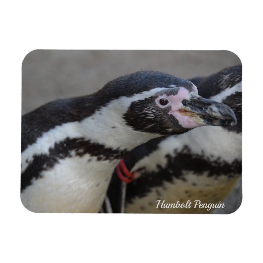 Humbolt Penguin at Drusillas Zoo in East Sussex マグネット (横)