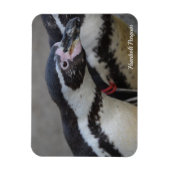 Humbolt Penguin at Drusillas Zoo in East Sussex マグネット (縦)