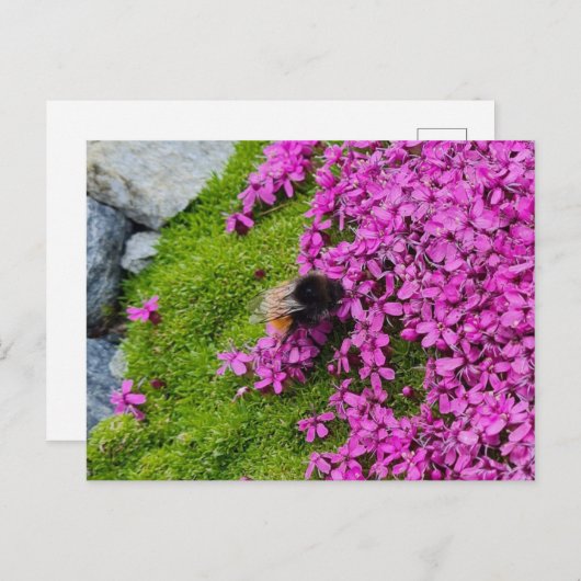 Hummel ポストカード (正面/裏面)