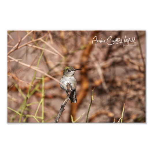 Hummingbirdアットピース フォトプリント (正面)