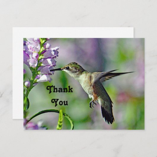 Hummingbirdピンクのフローラ野生生物写真ありがとう ポストカード (正面/裏面)