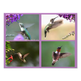 Hummingbirdフォトコラージュ フォトプリント