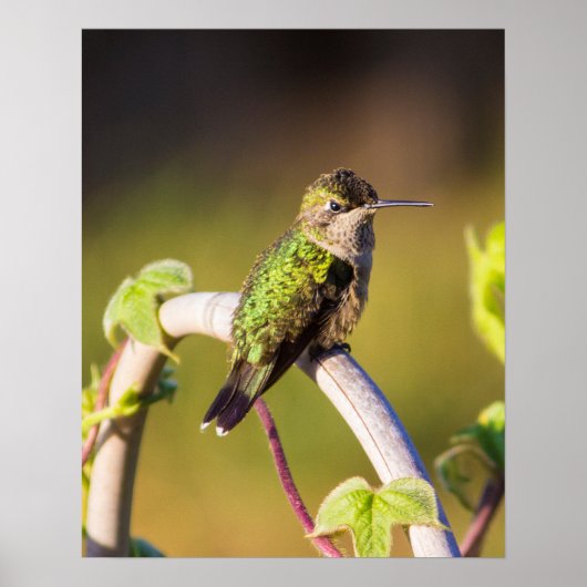 Hummingbird休息16 x 20ポスター ポスター (正面)