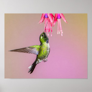 Hummingbird明るい赤紫色写真 ポスター