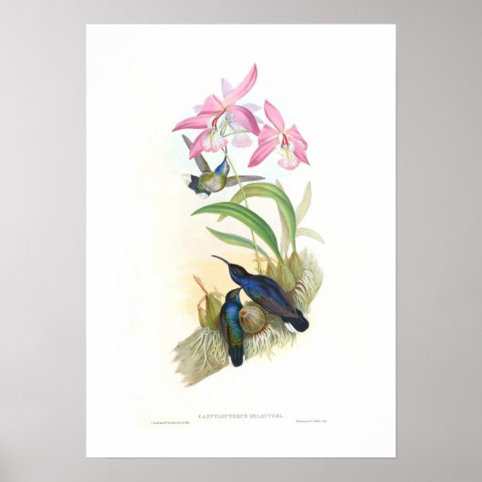 Hummingbird ポスター (正面)